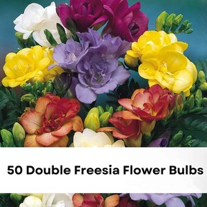 May include: A vibrant collection of double freesia flowers in shades of white, yellow, purple, red, and orange, featuring green stems and buds. The image includes the text GreenLifery and 50 Double Freesia Flower Bulbs on a teal background.