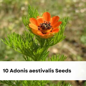 Adonis Plant - Etsy