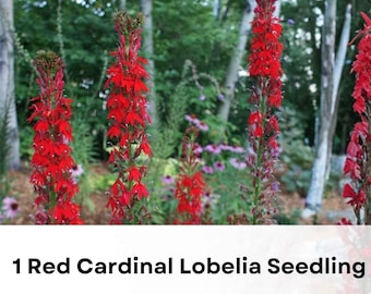 1 Red Cardinal Lobelia Seedling | Lobelia cardinalis | Live Perennial Plant | Hummingbird Flower