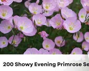 200 Pink Evening Primrose Seeds | Oenothera speciosa, Perennial Wildflower