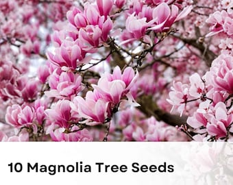10 Pink & White Magnolia Tree Seeds: Fragrant Hardy Perennial