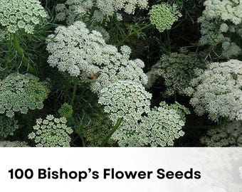 100 Bishop's Flower Seeds | White Lacy Ammi Majus