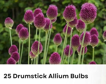 25 Drumstick Allium Bulbs | Allium sphaerocephalon | Unique Egg-Shaped Purple Blooms | Hardy Perennial Garden Flower