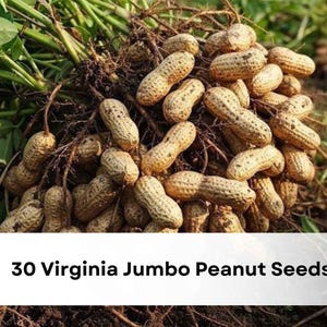 May include: A close-up of a pile of Virginia Jumbo peanut seeds, freshly harvested. The peanuts are tan and clustered together with their roots and stems. The text "30 Virginia Jumbo Peanut Seeds" is at the bottom.