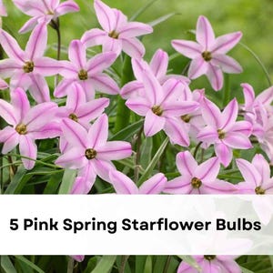 5 Pink Spring Starflower Bulbs | Ipheion uniflorum Perennial