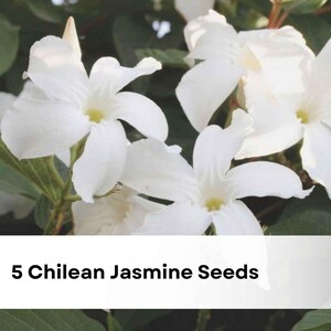 Chilean Mandevilla Plant - Etsy