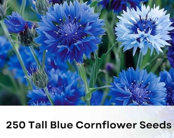 250 Tall Blue Cornflower Seeds | Non-GMO Centaurea Cyanus