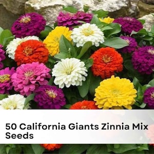 May include: A vibrant mix of colorful zinnia flowers in shades of red, orange, yellow, pink, purple, and white. The image includes the text "50 California Giants Zinnia Mix Seeds" and the Greenlifery logo.