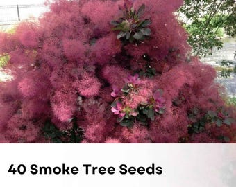 Smoke Tree (cotinus Coggygria) Seeds - Etsy
