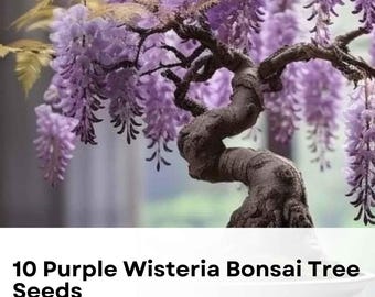 10 Purple Wisteria Bonsai Tree Seeds | Rare Flowering Bonsai | Ornamental Miniature Tree | Highly Prized Blooms