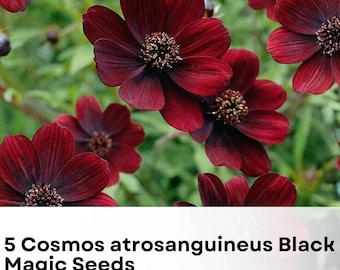 Chocolate Cosmos Seeds | Black Magic, Dark Red Flowers (5 Seeds)
