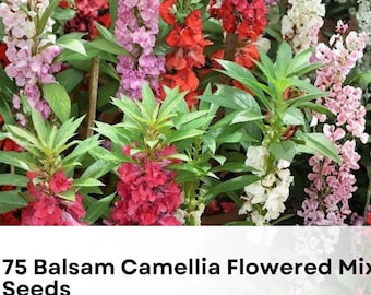 75 Balsam Camellia Flowered Mix Seeds | Impatiens balsamina | Touch-Me-Not Annual Wildflower | Non-GMO Garden Blooms