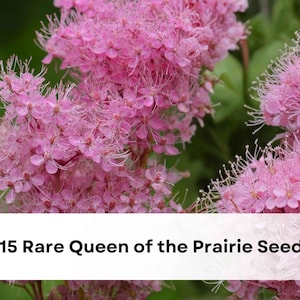 May include: Close-up of pink Queen of the Prairie flowers with delicate petals and long stamens. The image includes the text "15 Rare Queen of the Prairie Seeds" and a logo for Greenlifery.