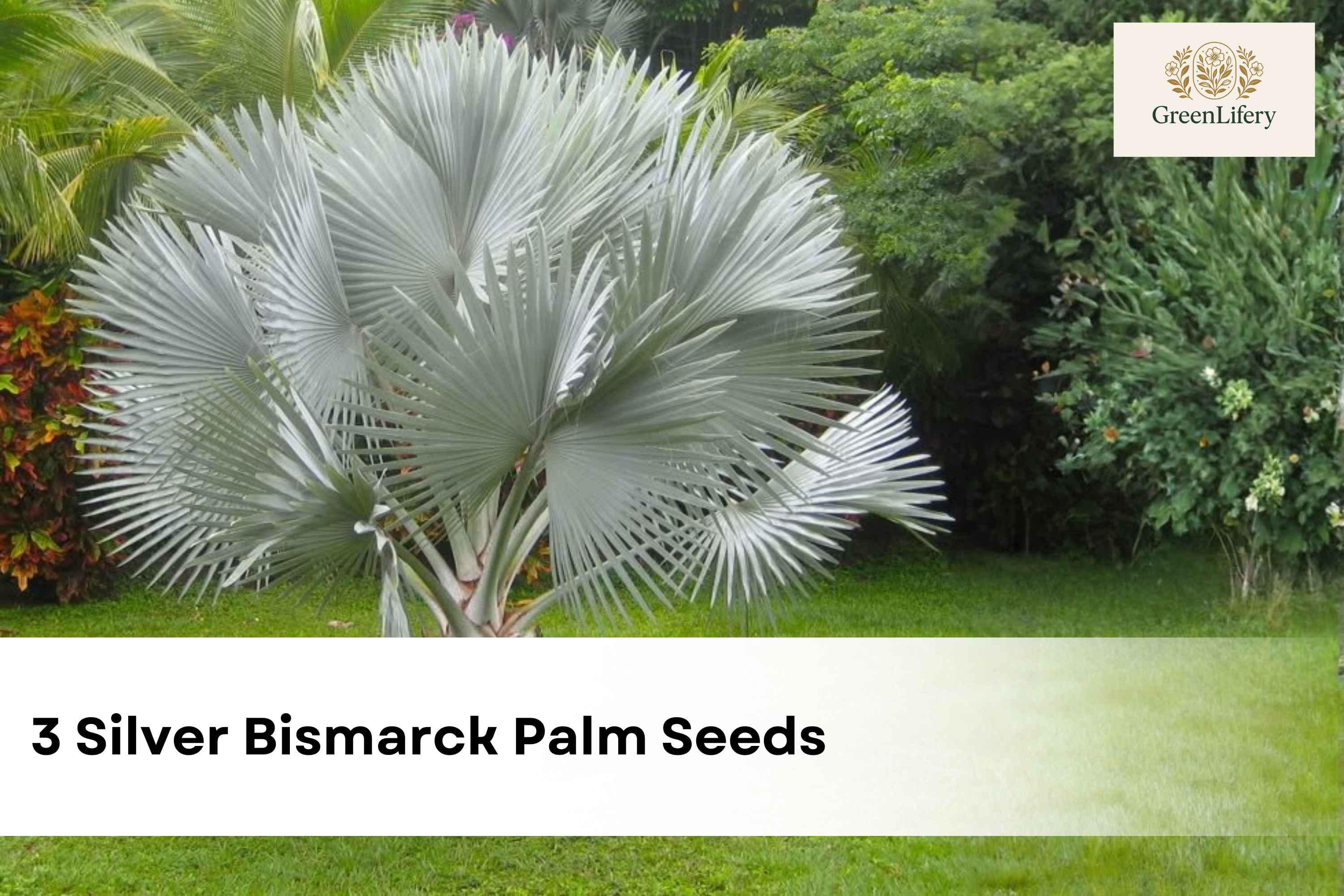Silver Bismarck Palm - Etsy