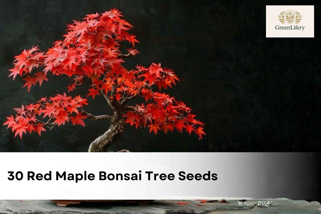 30 Red Maple Bonsai Tree Seeds | Acer Rubrum | Ornamental Tree Seeds ...