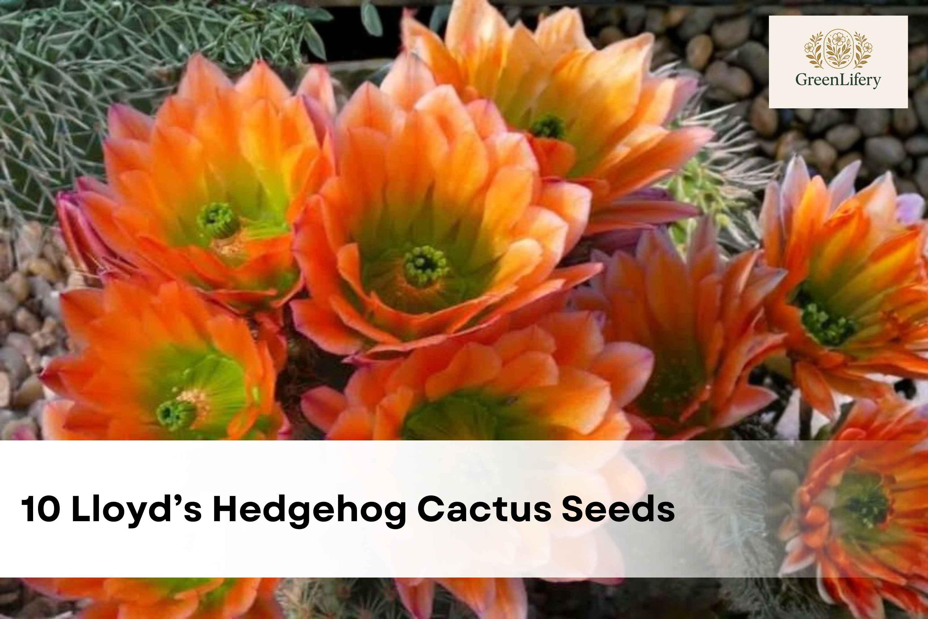 10 Lloyd's Hedgehog Cactus Seeds | Echinocereus  Lloydii | Hardy  Ornamental Cactus - Etsy