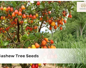 100 Cashew Seeds for Growing, Home Garden, Home School Children, Novel Plant,  Anacardium Occidentale - Etsy