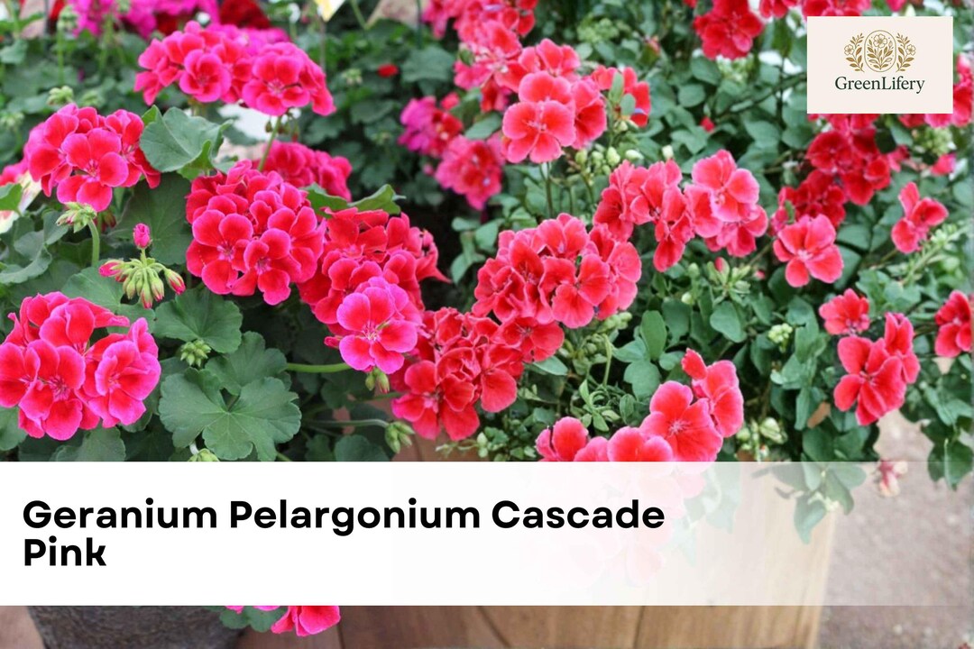 Geranium Pelargonium Cascade Pink Cuttings | 3 Live Unrooted Cuttings 6 ...