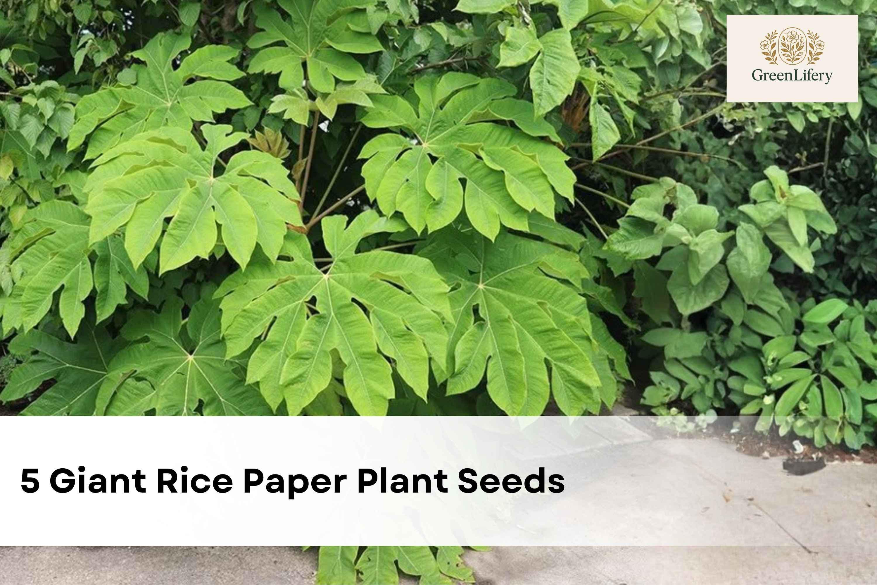 Great Description About Rice Paper Plant