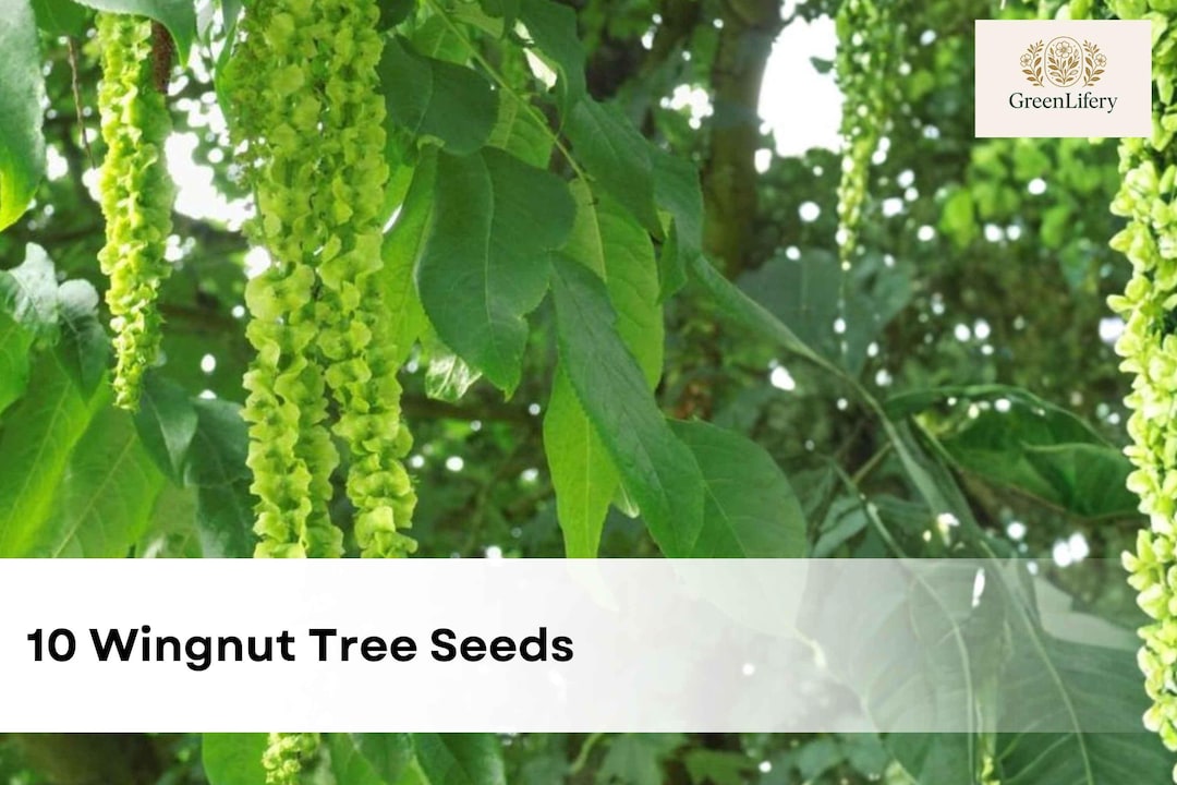 Wingnut R&tte 10 Wingnut Tree Seeds | Pterocarya Fraxinifolia | Ornamental Shade Tree ...