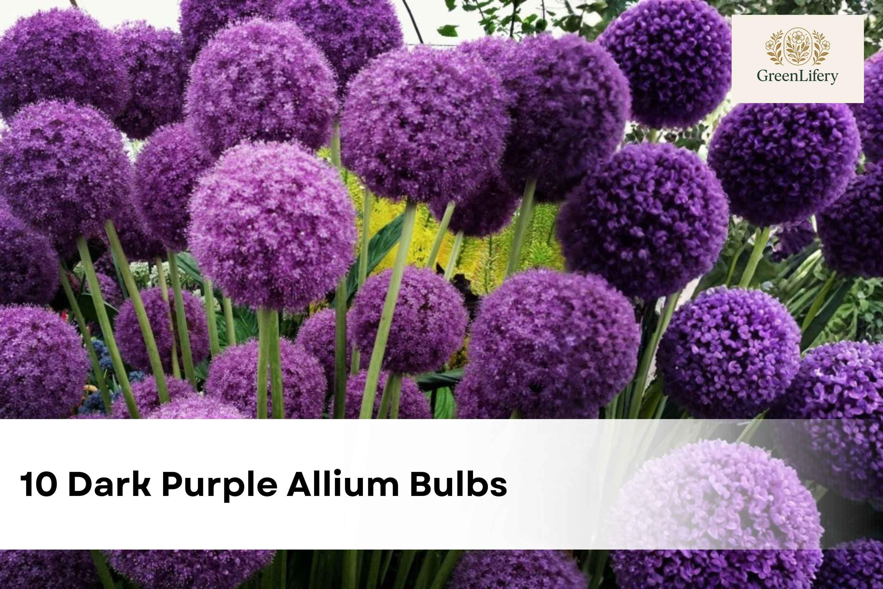 Very Tall Purple Flowers