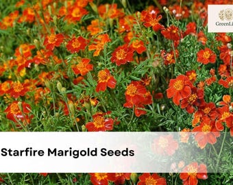 50 Starfire Marigold Seeds | Tagetes tenuifolia | Exotic Marigold Flowers | Easy Annual Blooms