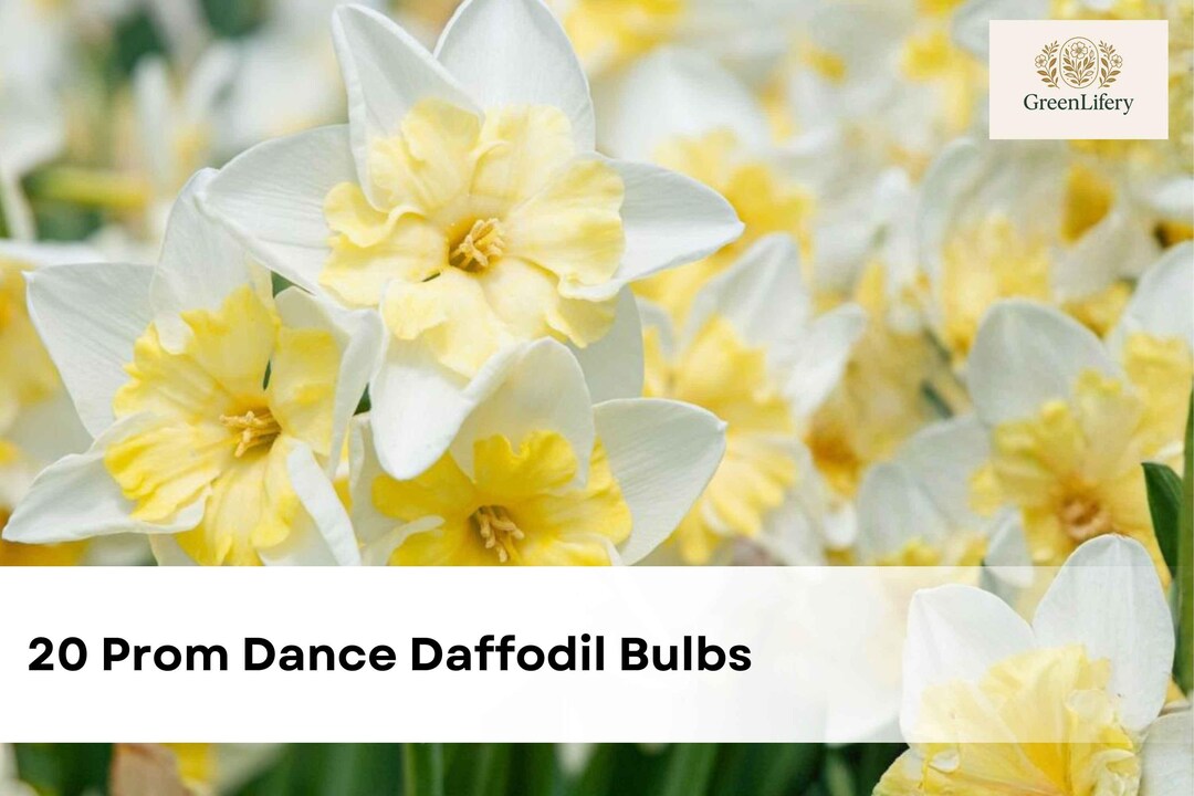 20 Prom Dance Daffodil Bulbs | Perennial Spring Blooming Garden Flowers ...