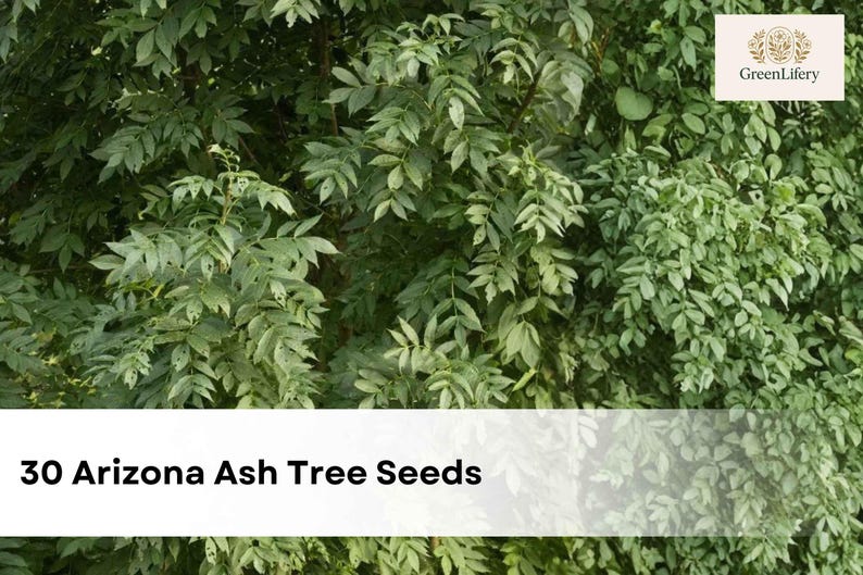 Arizona Ash Tree Seeds | Fraxinus Velutina, Fast-growing Shade - Etsy