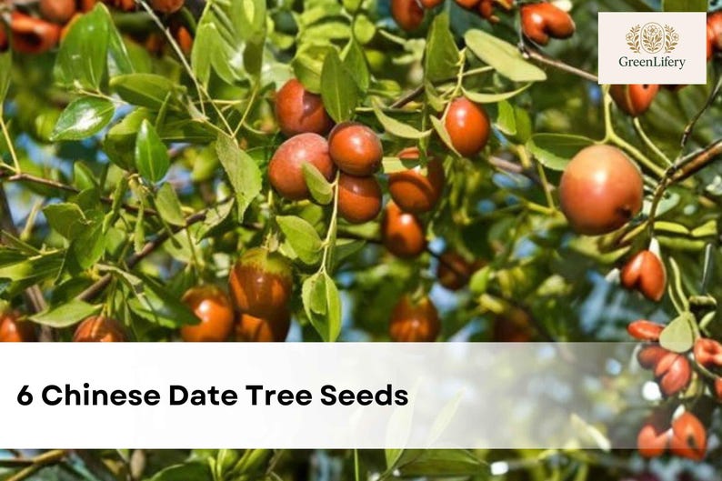 6 Chinese Date Tree Seeds | Ziziphus Jujuba | Jujube Tree | Hardy ...