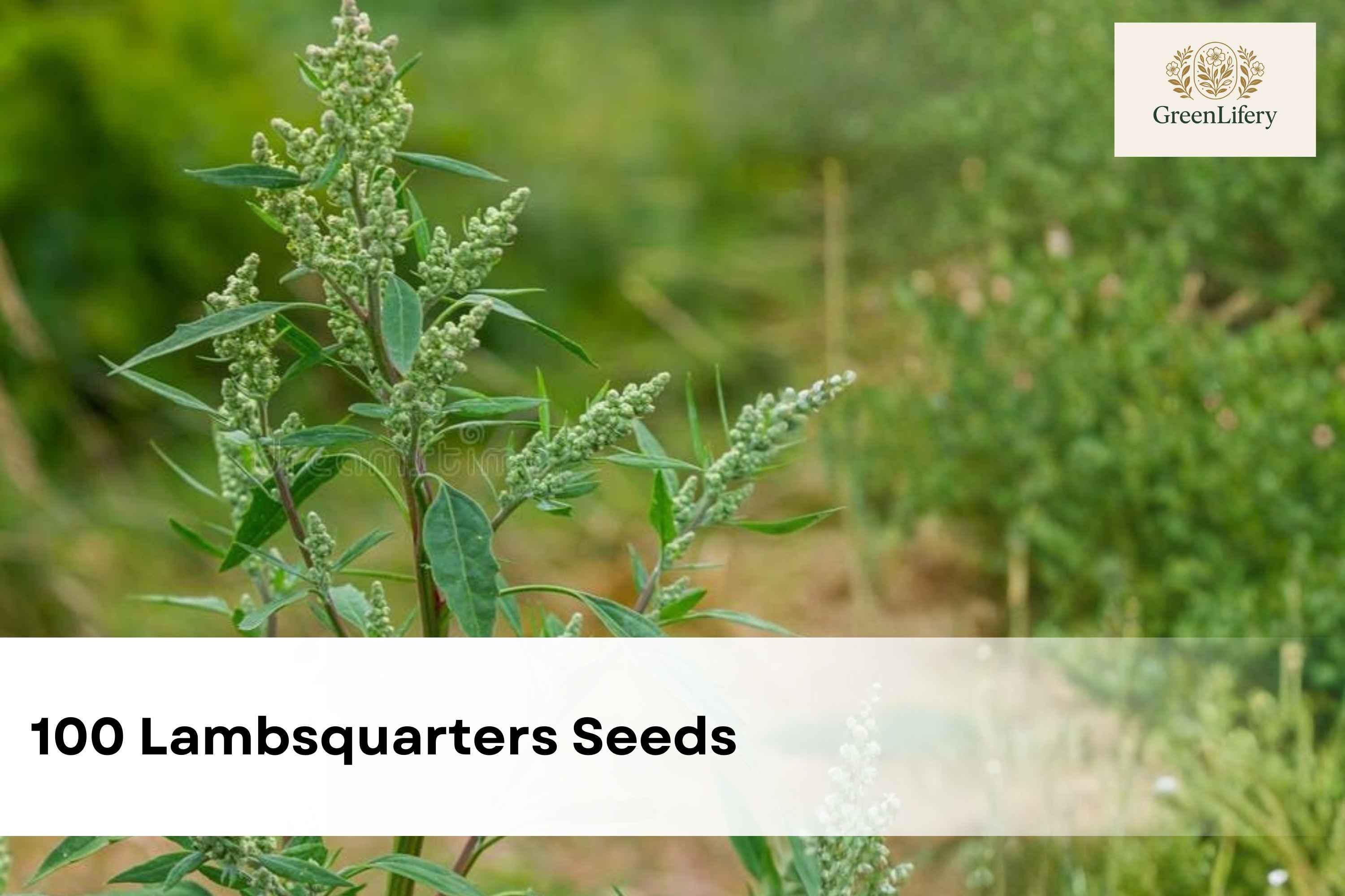thumbnail image 2 of Chenopodium Album Seeds – Baconweed, Fat Hen, Frost-blite – 100 Seeds 2 of 5