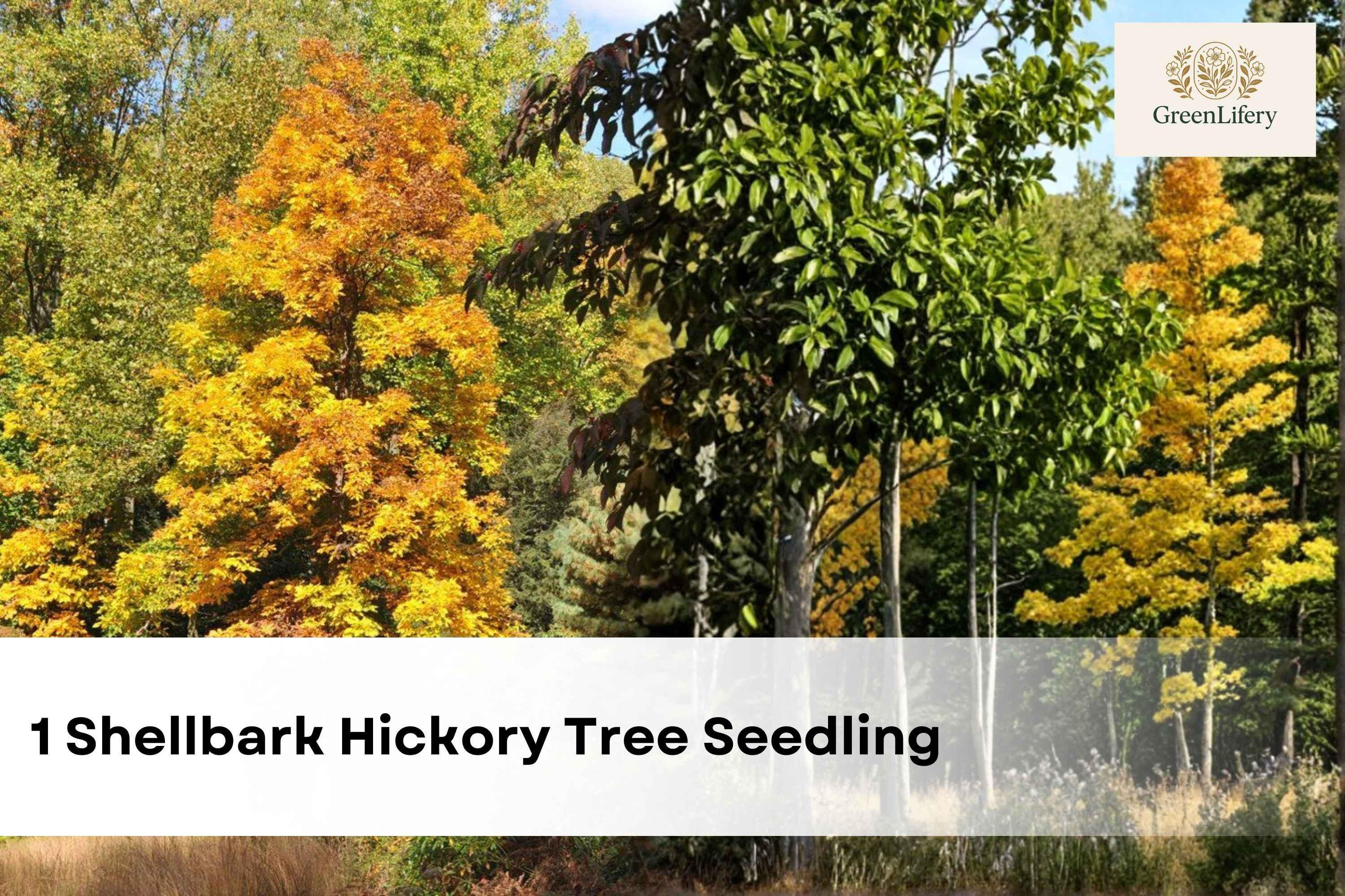 1 Shellbark Hickory Tree Seedling | Carya Laciniosa | Ornamental Shade ...