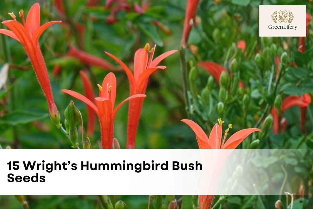 Hummingbird Strub 15 Wright's Hummingbird Bush Seeds | Native Pollinator Friendly Shrub ...