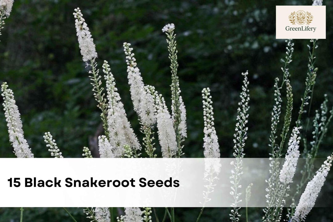 15 Black Snakeroot Seeds Cimicifuga Racemosa Rare Perennial Shade