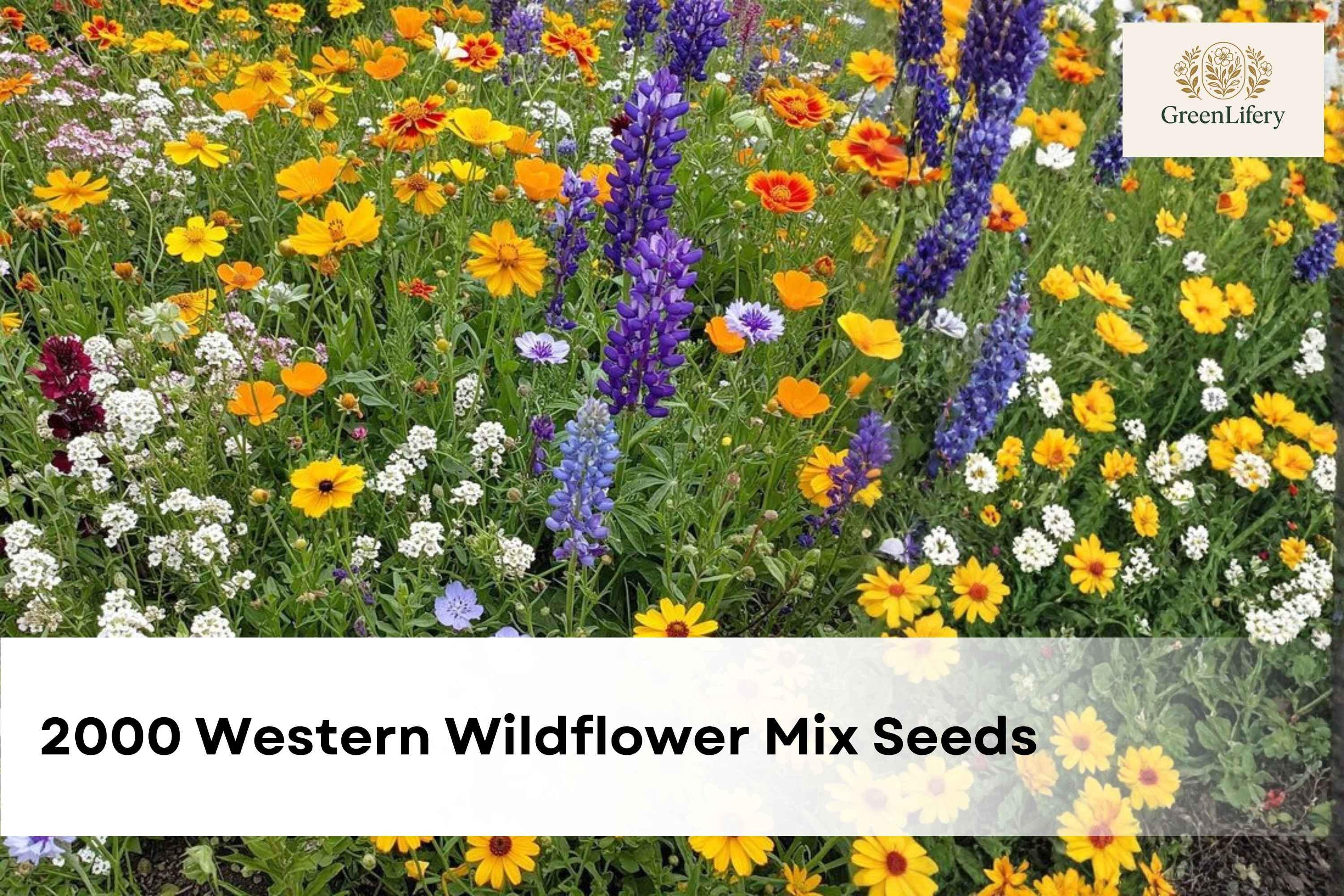 2000 Western Wildflower Seeds 19 Species, Pollinator Friendly Garden Mix