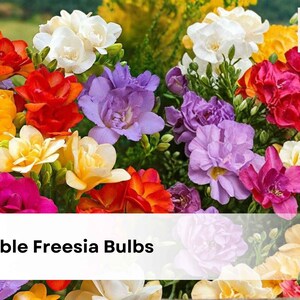 May include: A vibrant bouquet of double freesia bulbs in various colors, including white, yellow, orange, red, purple, and pink. The image features the text "20 Double Freesia Bulbs".