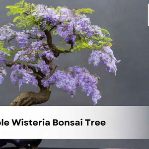 May include: A bonsai wisteria tree with cascading purple flowers and green leaves. The tree has a dark, textured trunk and is set against a gray background. The image includes the text "10 Purple Wisteria Bonsai Tree Seeds".