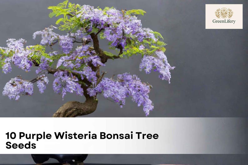 May include: A bonsai wisteria tree with cascading purple flowers and green leaves. The tree has a dark, textured trunk and is set against a gray background. The image includes the text "10 Purple Wisteria Bonsai Tree Seeds".