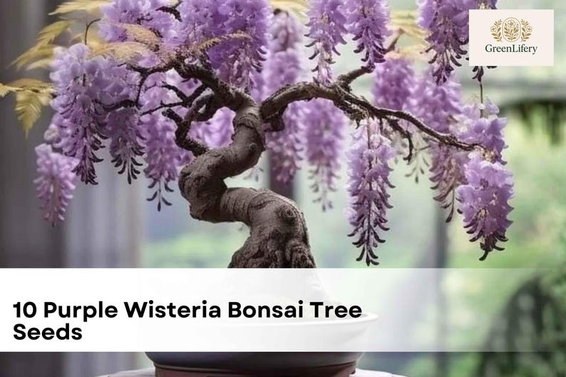 May include: A bonsai wisteria tree with cascading purple flowers. The tree has a twisted, dark brown trunk and branches, set in a white pot. The image includes the text "10 Purple Wisteria Bonsai Tree Seeds".