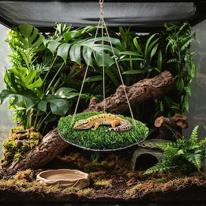 May include: A leopard gecko with yellow and black markings rests on a hanging platform of artificial grass. The terrarium is filled with lush green plants, a water bowl, and a log.