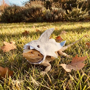 May include: A bearded dragon wearing a gray shark costume with a white mouth and blue accents. The reptile is resting on a bed of green grass and fallen leaves, with a blurred background of foliage.