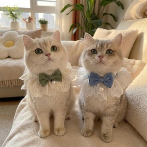 Peut inclure: Deux chats aux yeux verts sont assis côte à côte, chacun portant un col en dentelle décoratif avec un nœud papillon. L'un des nœuds papillon est vert olive, l'autre bleu clair. Les chats ont un pelage clair et sont posés sur une surface douce de couleur neutre.