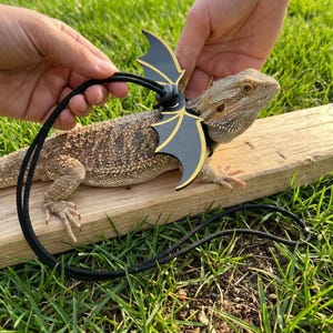 May include: A bearded dragon lizard wearing a black and gold wing harness with a black leash. The reptile is resting on a wooden plank, with green grass in the background.