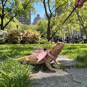 May include: A tan bearded dragon wearing a pink harness with attached wings and a leash, walking on a stone path in a park. The harness has a pink wing design. The background includes green grass, trees, and buildings.