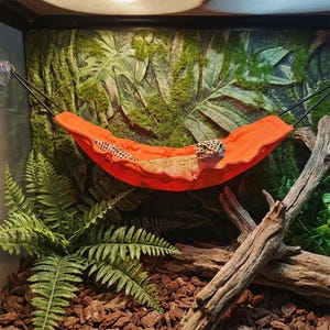 Könnte beinhalten: Eine orangefarbene Reptilien-Hängematte in einem Terrarium. Ein Leopardgecko liegt bequem in der Hängematte. Der Hintergrund zeigt eine strukturierte grün-braune Wand mit Farnen und Holzakzenten.