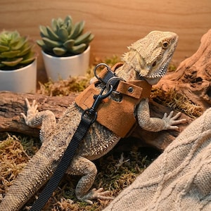 May include: A tan bearded dragon wearing a brown leather harness with a black leash. The reptile is on a piece of wood, with green plants and a knitted blanket in the background.