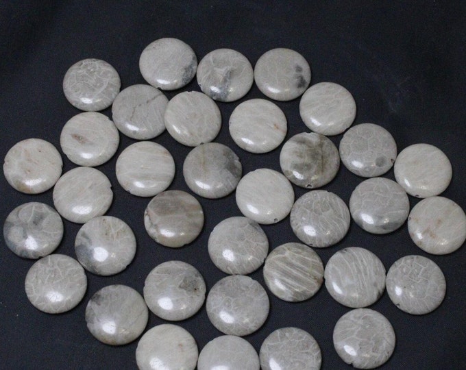 Coral Fossil Beads - 20mm Coin - Package of 35 beads