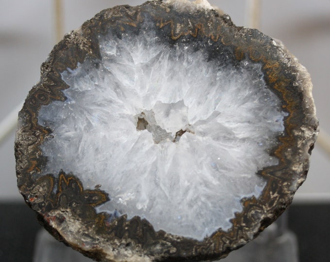 Mexican Coconut Specimen - R02837