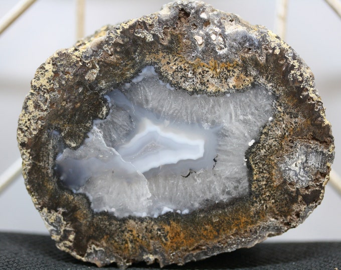 Mexican Coconut Specimen - R02734