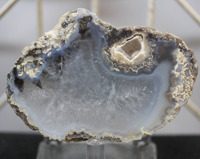 Mexican Coconut Specimen - R02774