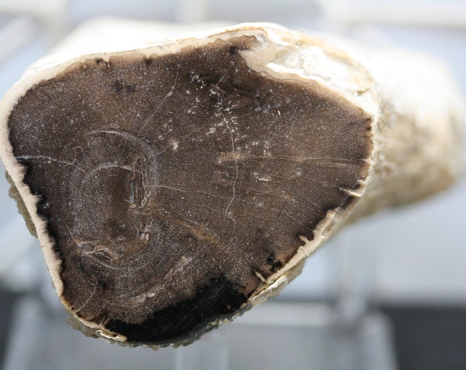 Petrified Wood Specimen - Item R02531
